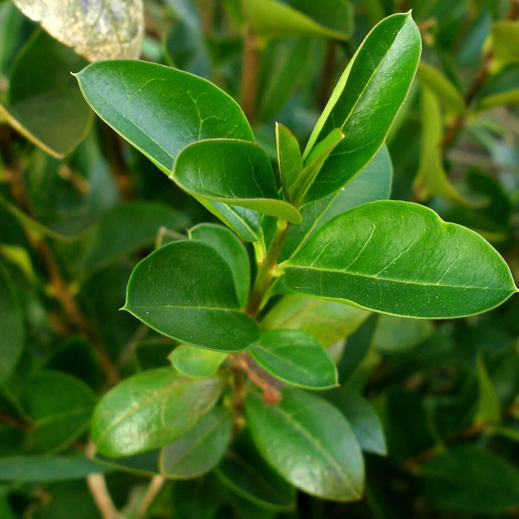 Листки бирючини овальнолистої Leaf ligustrum ovalifolium Бирючина овальнолиста Ligustrum ovalifolium Кущ Shrub Структурні рослини Structural plants Рослини для живоплоту Живопліт Hedge