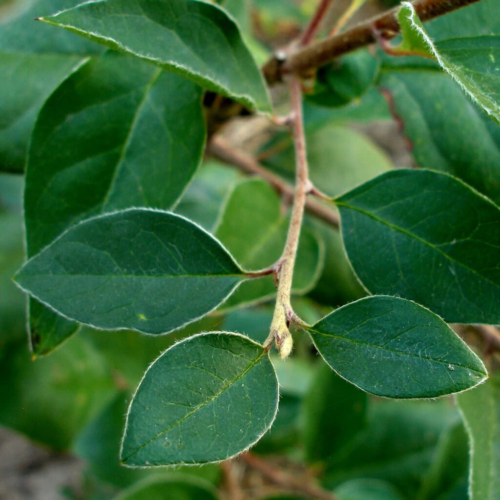 Листки кизильника блискучого Кизильник блискучий Cotoneaster lucidus leaf Cotoneaster lucidus leafs Cotoneaster lucidus Кущ Shrub Рослини для живої огорожі Живопліт Hedge Structural plants Структурні рослини